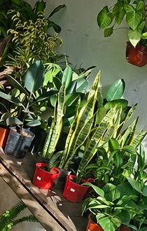Estantes con plantas de interior en macetas
