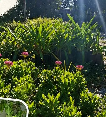 Canteros con plantas de exterior en el vivero