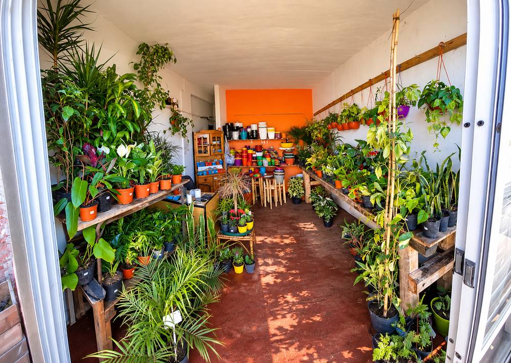Interior del local, con plantas de interior en estantes y las macetas de colores al fondo